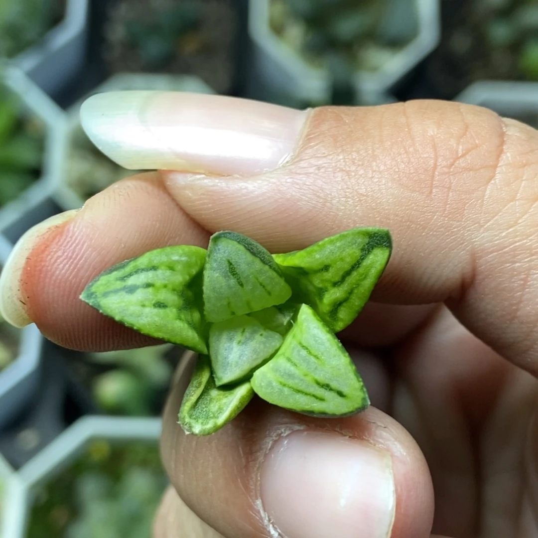 DW一物一拍瓶苗无根