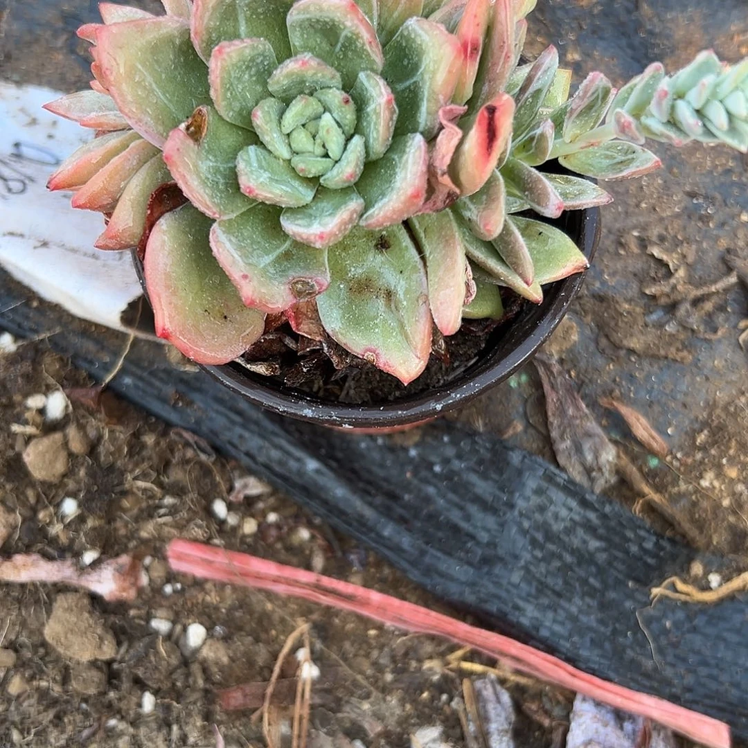 多肉植物多肉植物
