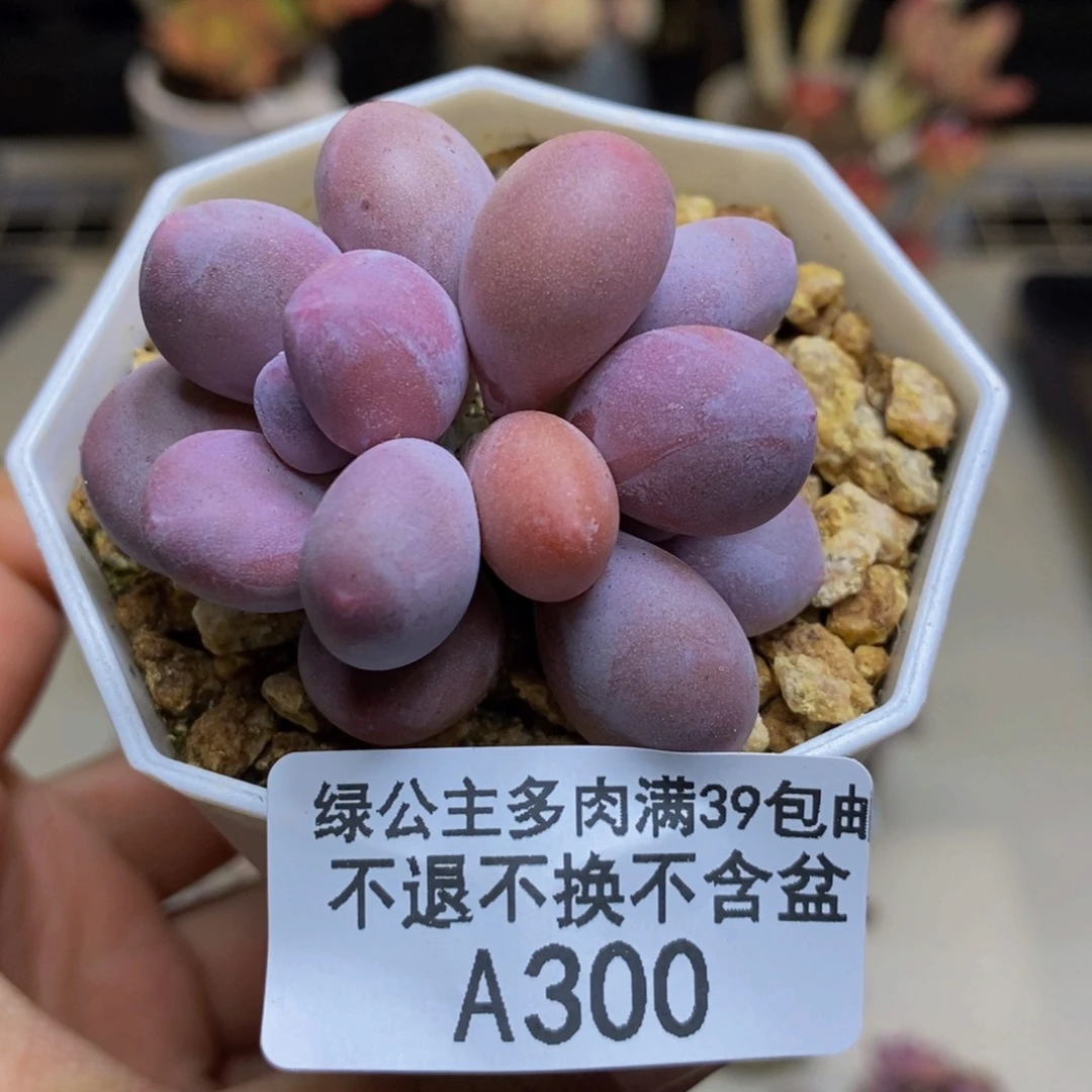 300糖豆奶多肉4c m