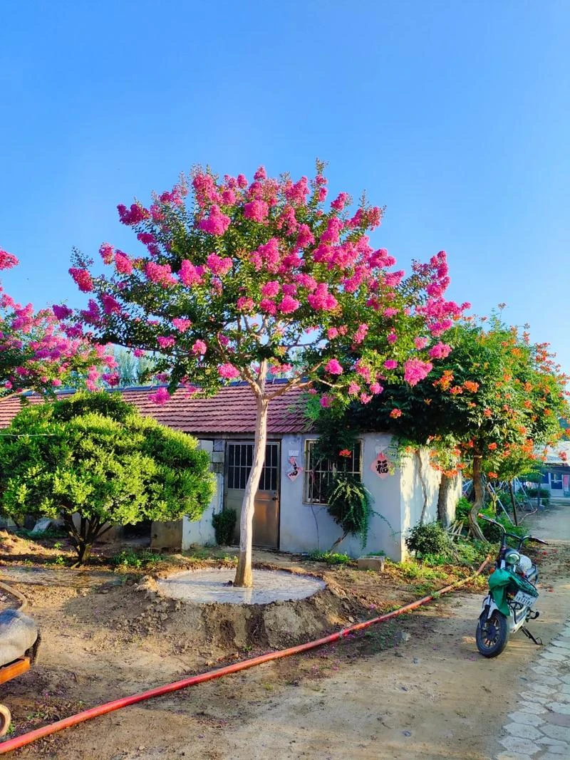 紫薇红火箭小叶玫红天鹅绒带花盆栽老桩庭院爆花耐热好养绿植