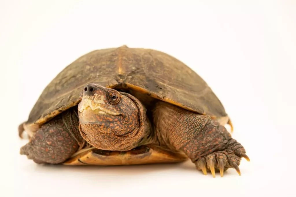 亚巨龟龟直播链接