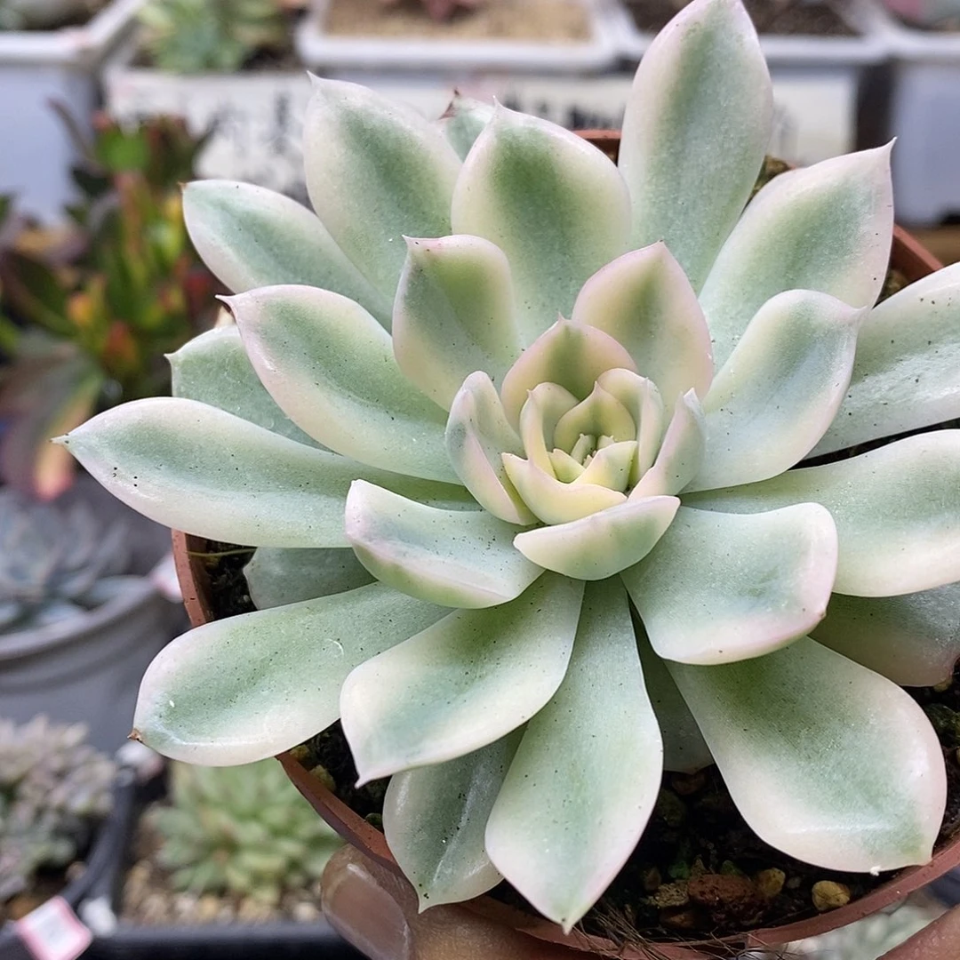20184 月亮仙子白覆轮锦