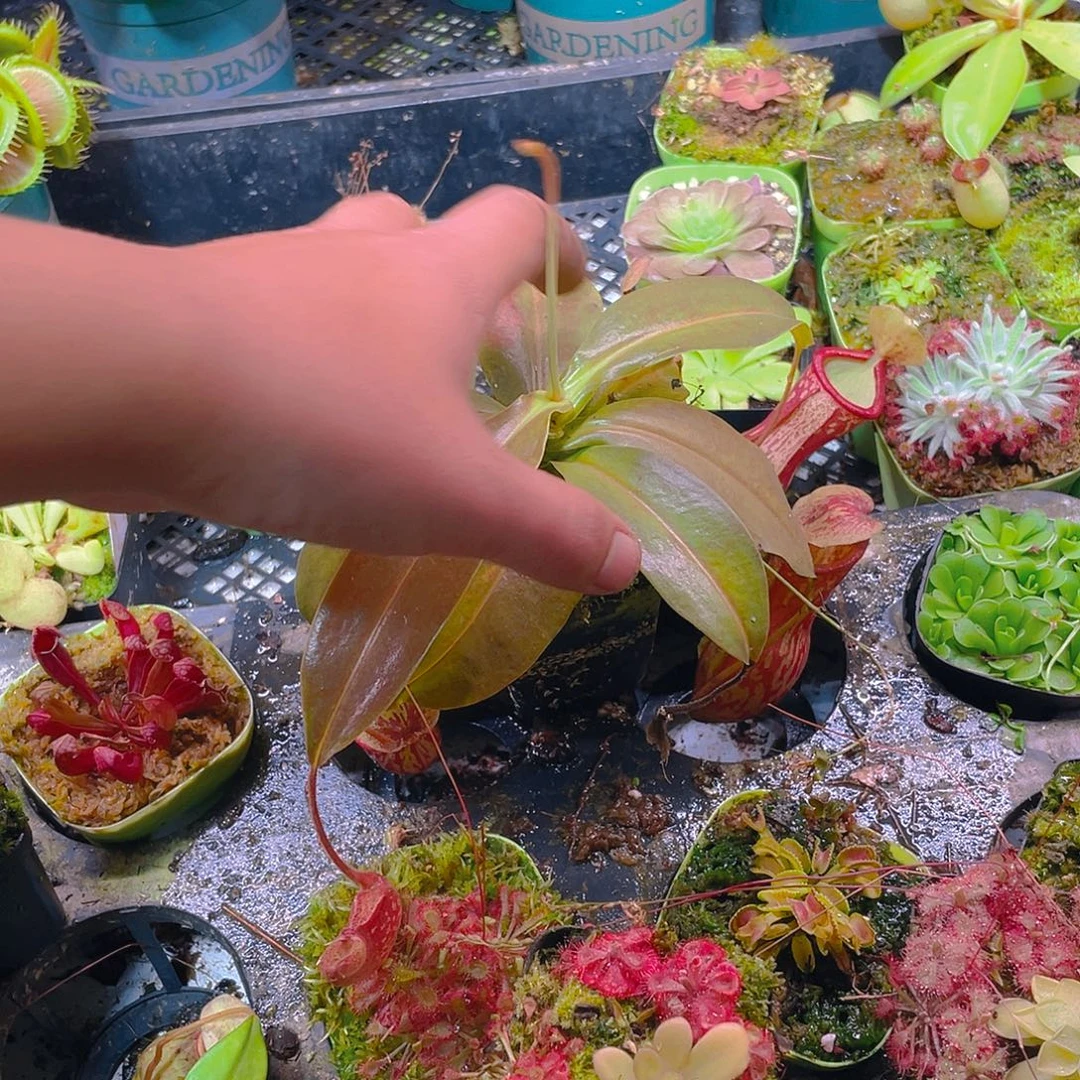 完全开放盖亚113猪笼草