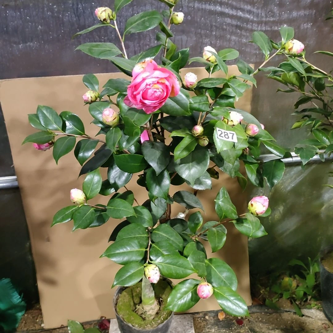 287不知名，原盆原土发货。