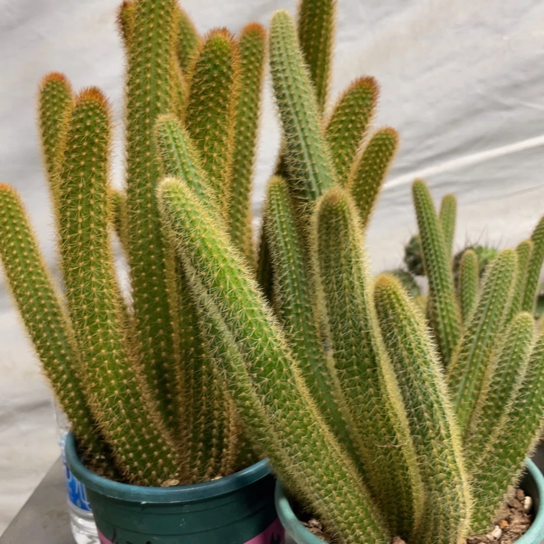 红蜻蜓橙仙子魔尔紫群生金妞三盆组