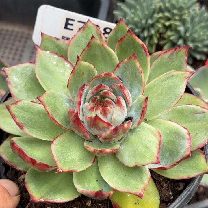 惊鸿一物一拍包装收缩花旱738