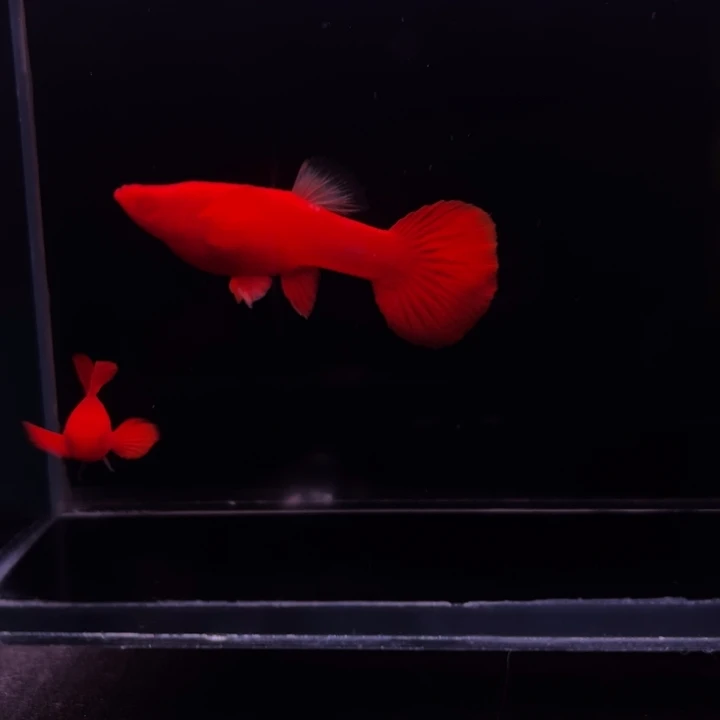 孔雀鱼火麒麟90-95红1对