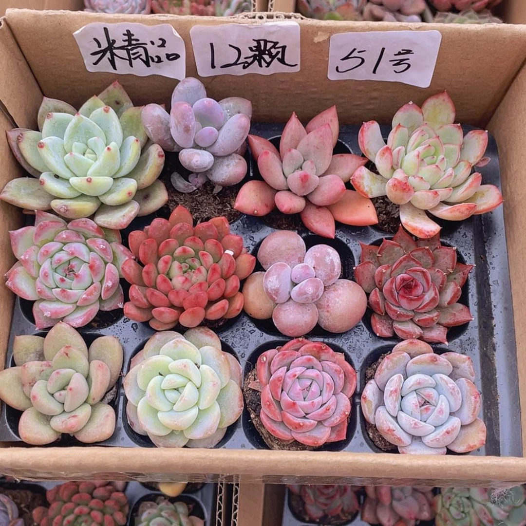 【闪购商品】【量拍】12颗-51号