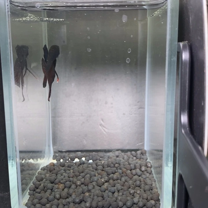 斗鱼泰国斗鱼569号