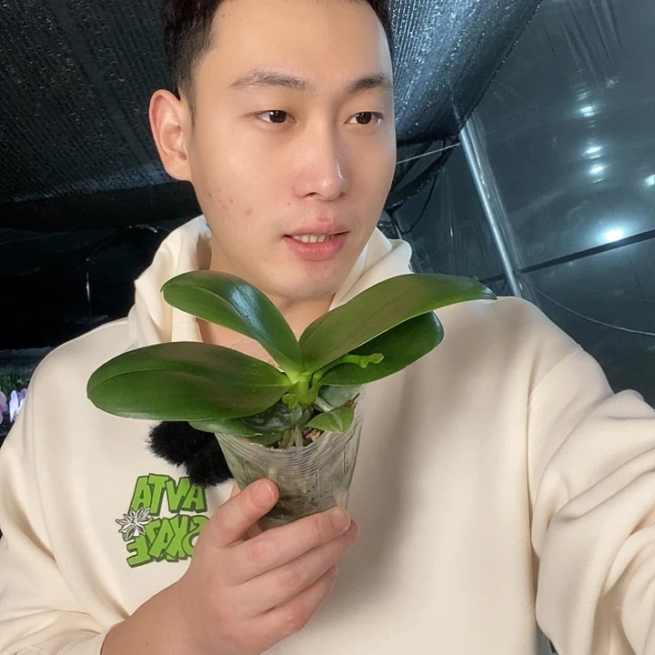 无花朵香奈儿带花剑