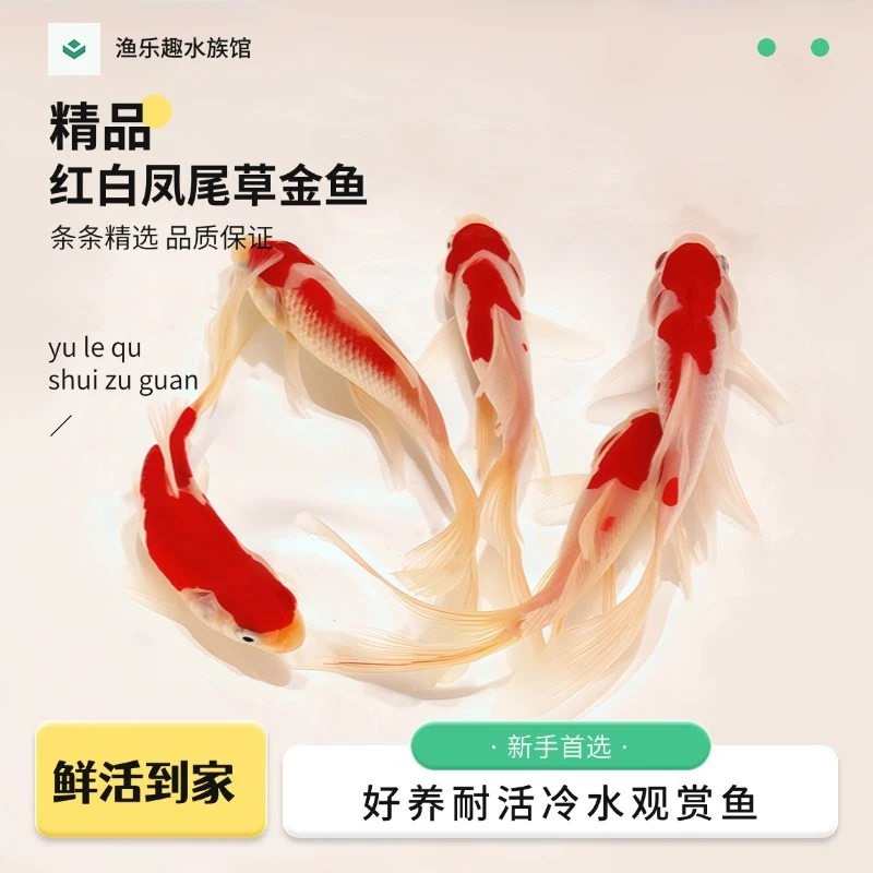 【福利红白凤尾草金鱼】9条7-9厘米冷水草金鱼耐活好养观赏鱼