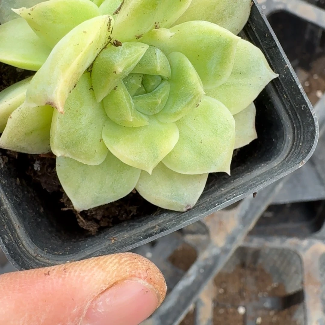 19-37珍妮黄锦双头一颗