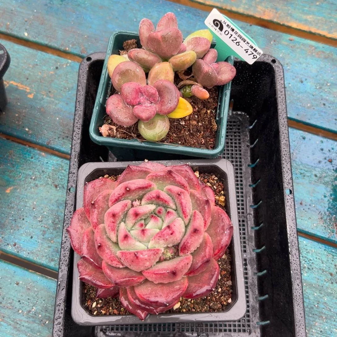 多肉一物一拍0126-479