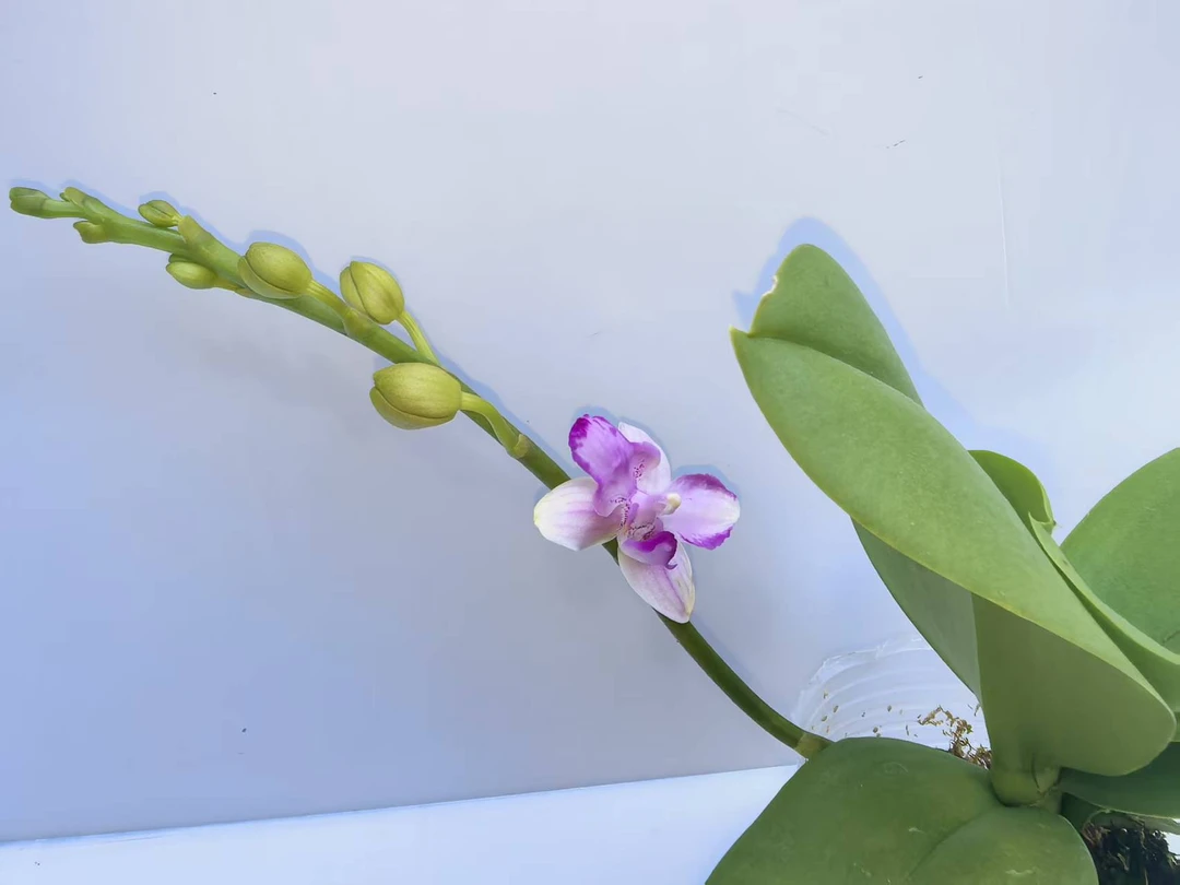 塔塔开【紫水晶】3.0寸加高杯蝴蝶兰带花带花苞开花株发货