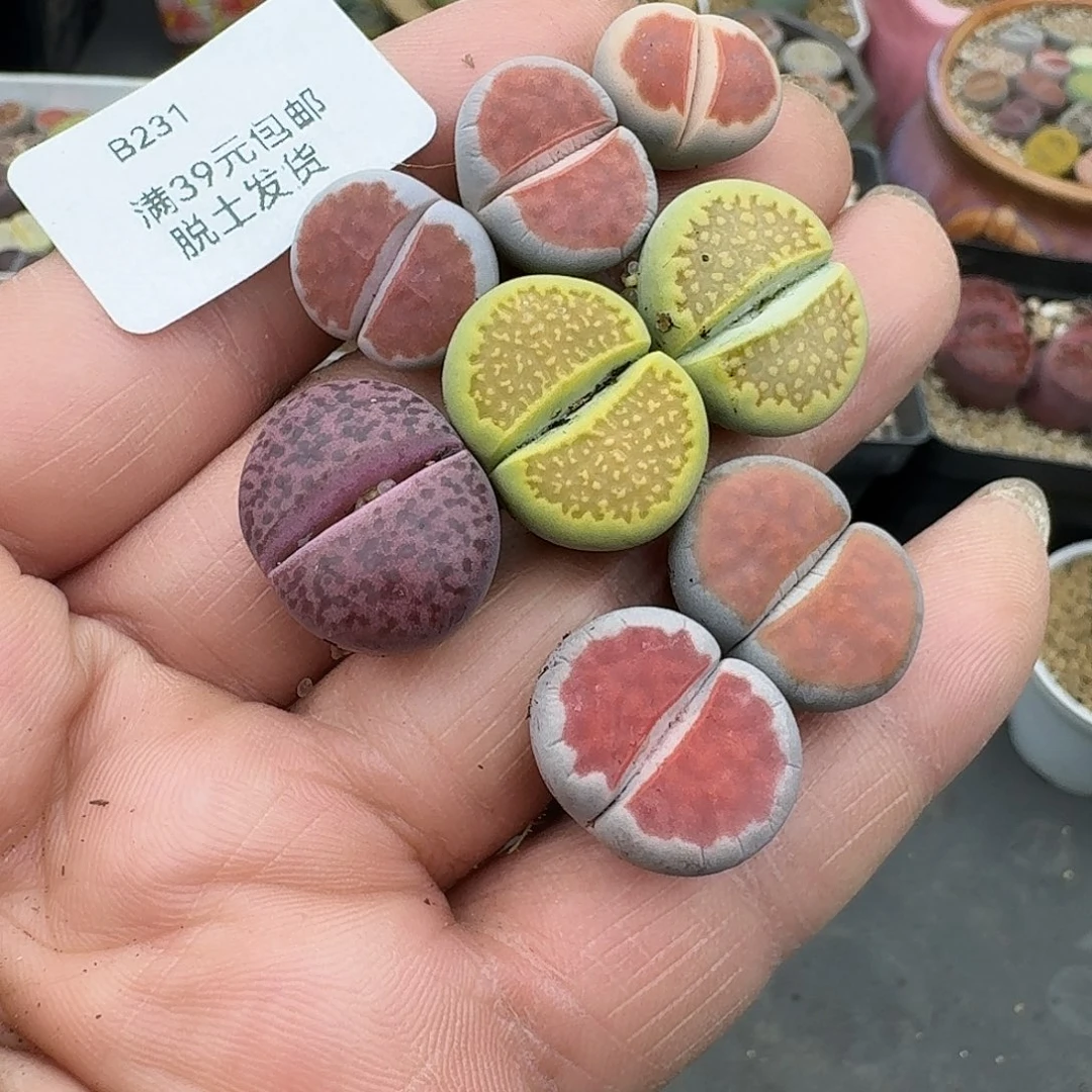 水****231多肉哈哈哈哈哈哈哈哈