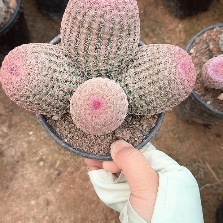 北**人哈哈哈哈好久好久