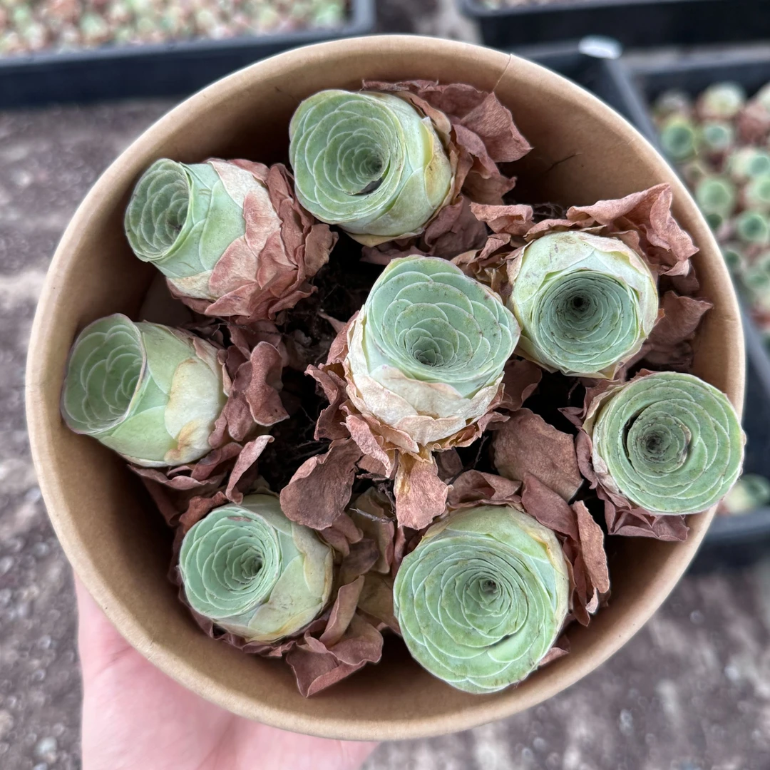 多肉叔叔山地玫瑰 8颗绿色山地玫瑰 量拍