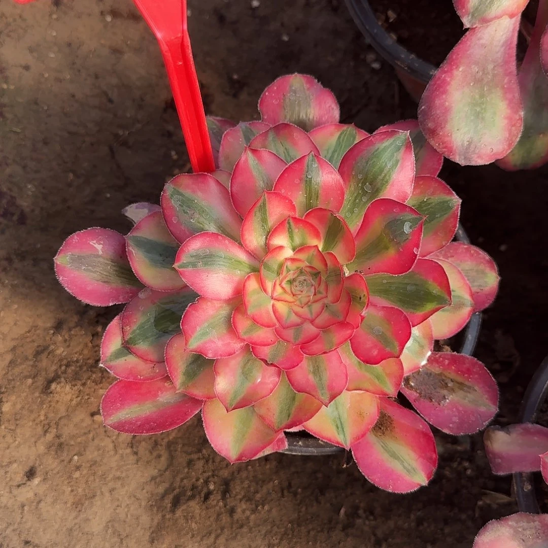 4514爱丽丝多肉法师