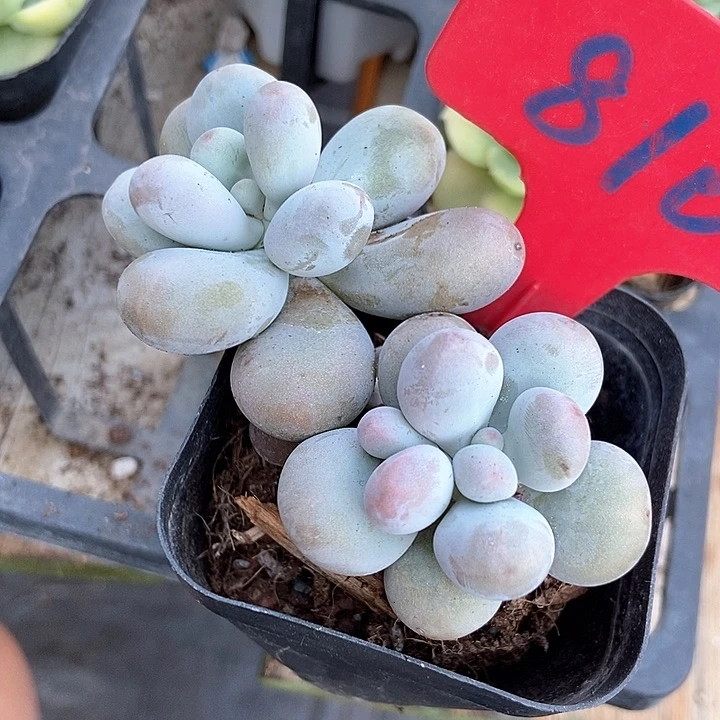 多肉植物蛋黄奶810
