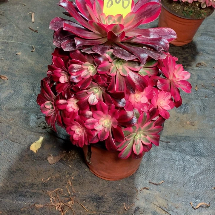 806美杜莎多肉一物一拍