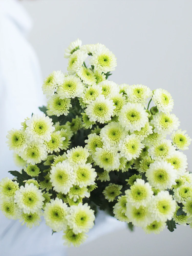 【随机色小雏菊10枝】鲜切花束高颜值水培鲜花小众花材云南基地直供