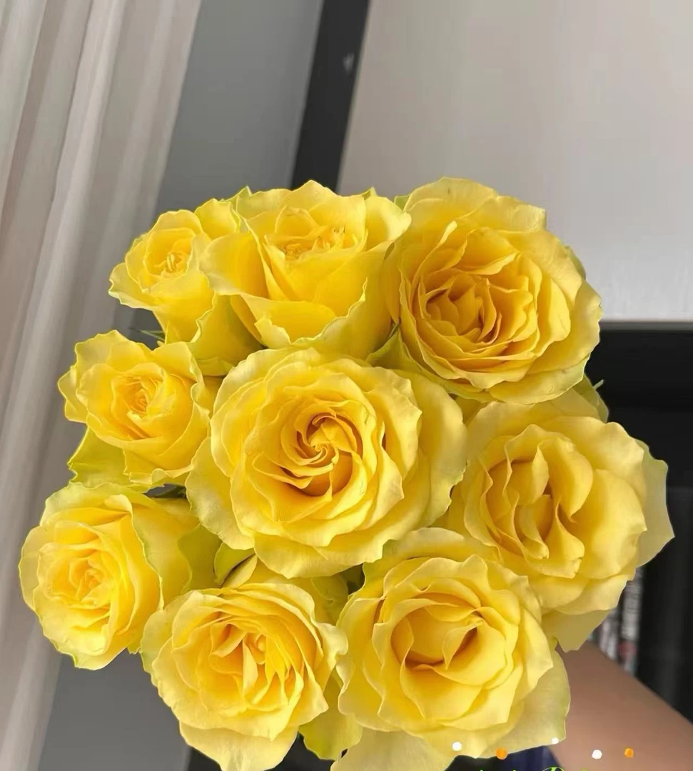 【浪漫沙滩玫瑰】任意2单发顺丰或EMS空运包邮 收到货醒花