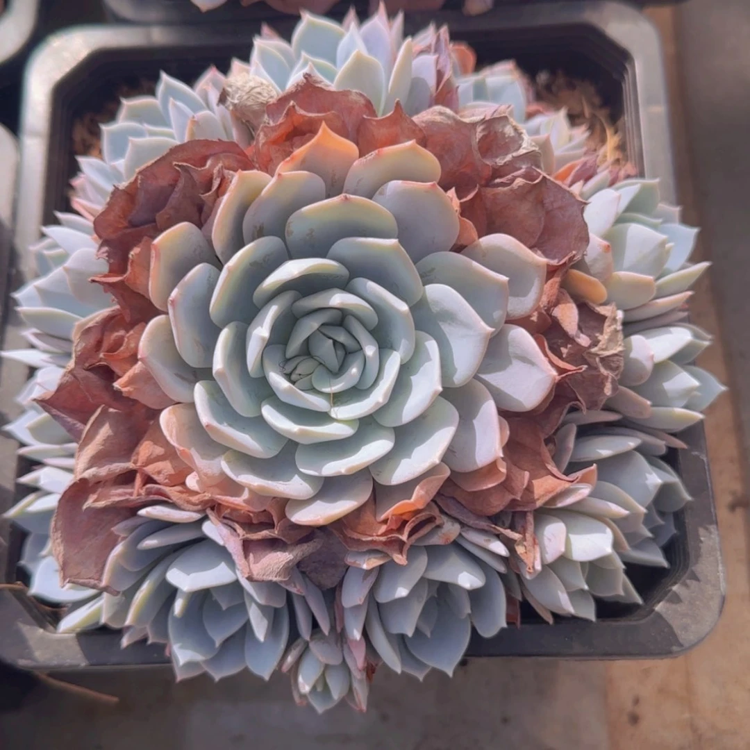 【闪购商品】手捧白茶