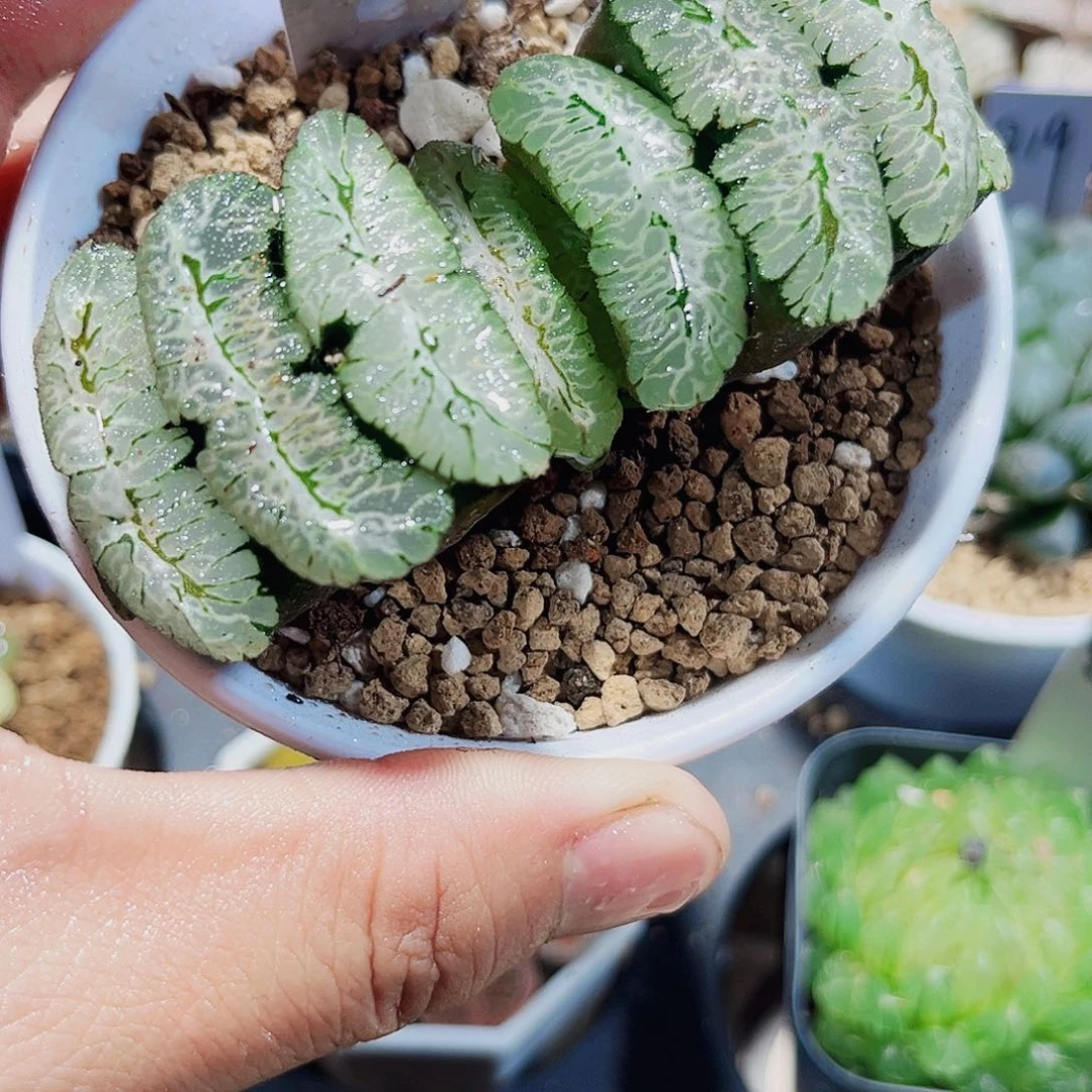 虎姬玉扇新手好养