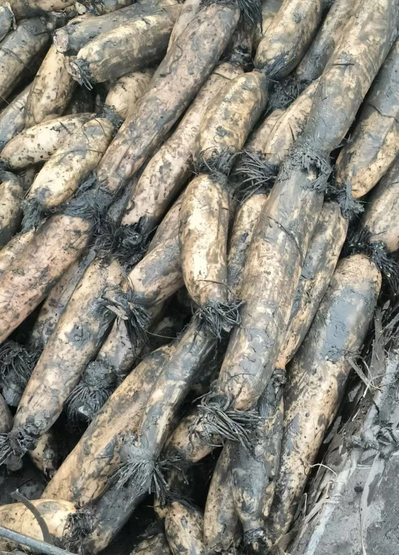 嘉鱼野藕湖北特产当天新鲜采摘现挖现发煲汤现炒真空包装礼盒发货