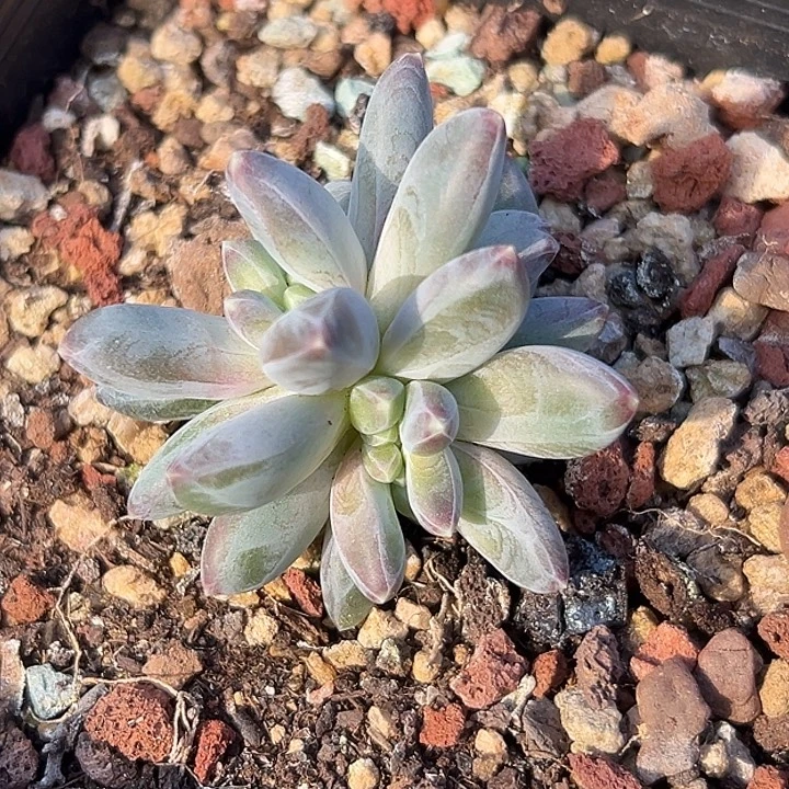 雪戴利缀特价美人