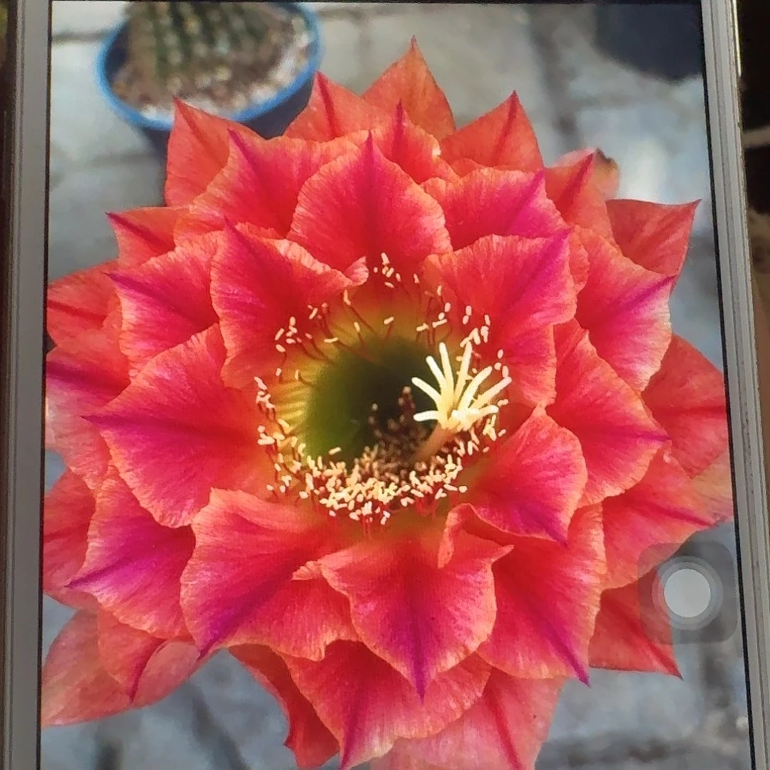 火焰超越侧芽5公分毛花柱仙人球容易掉刺