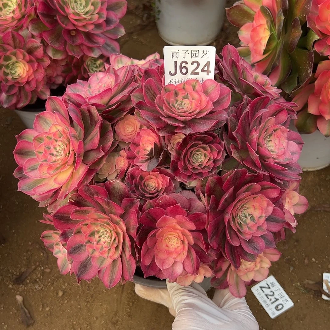 冬*624倾城尺寸22左右