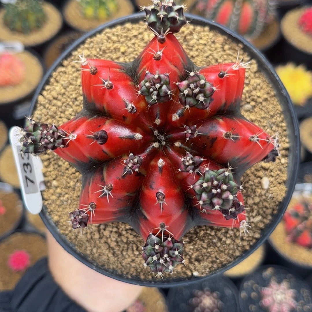 血腥玛丽 出侧芽128一个