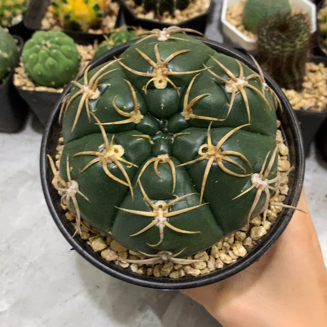当前无花栽培后可以开花实生根高木海王