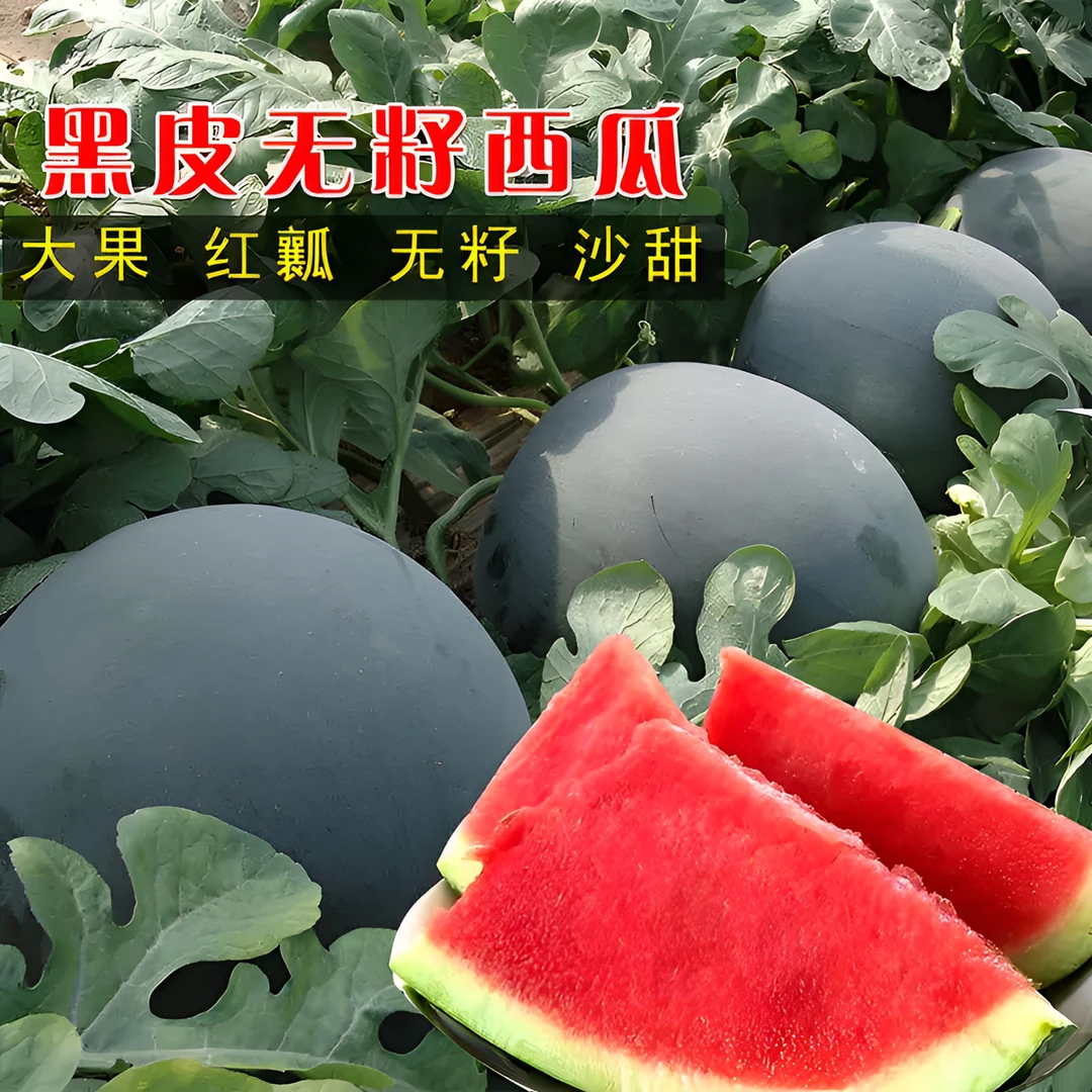 【黑皮无籽西瓜】黑皮无籽西瓜种子籽盆栽地栽