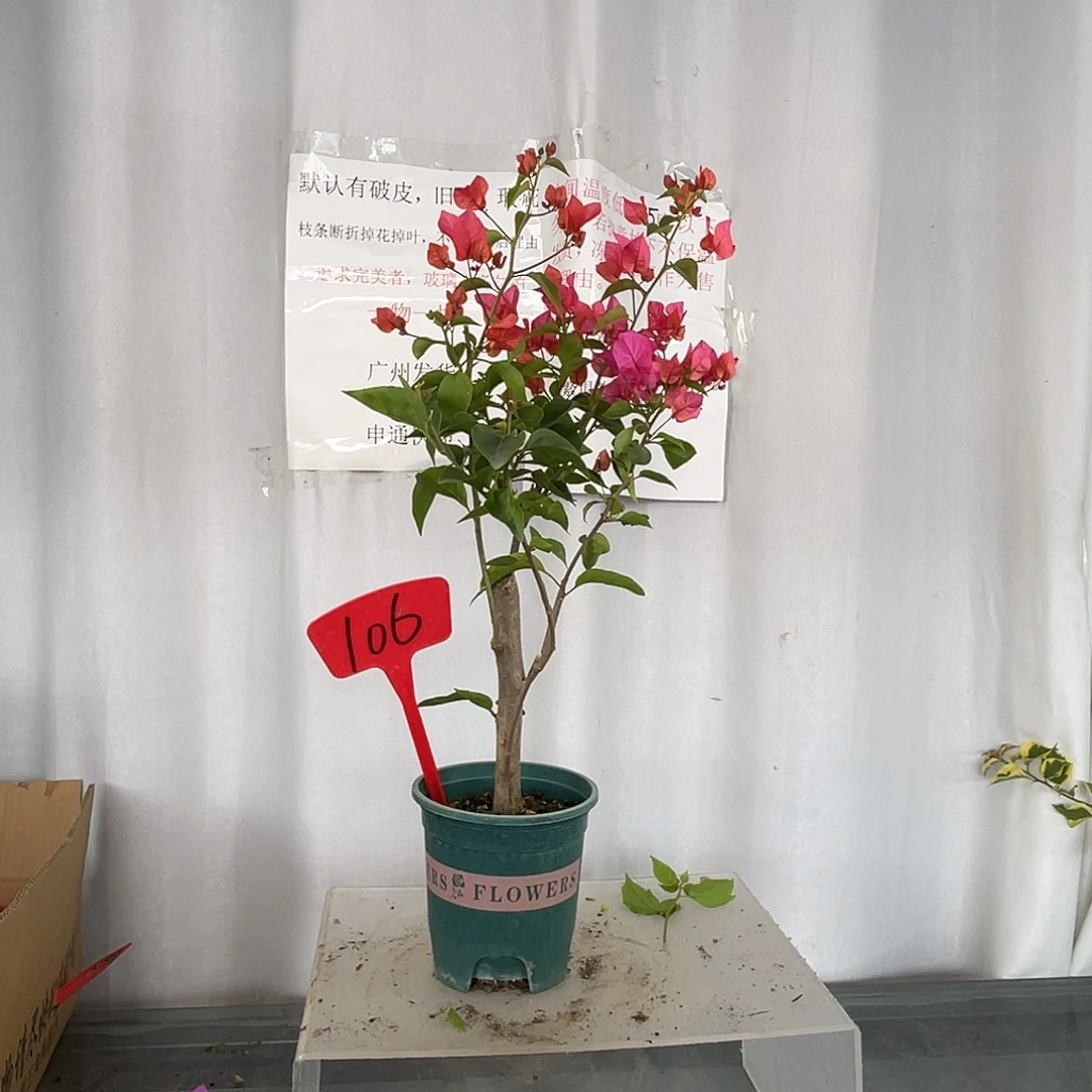 当前无花栽培后可以开花106同安红盆苗