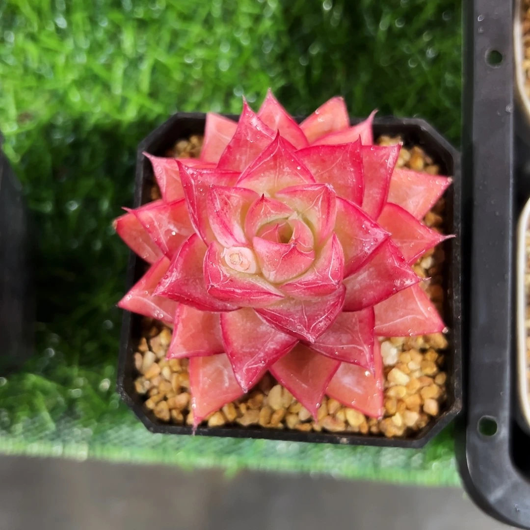 冰透羽毛纹大女王精品多肉植物