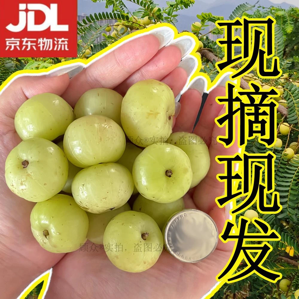 【京东物流】油甘果新鲜甜种油柑柿饼甜油甘王榨汁当季水果余甘果子