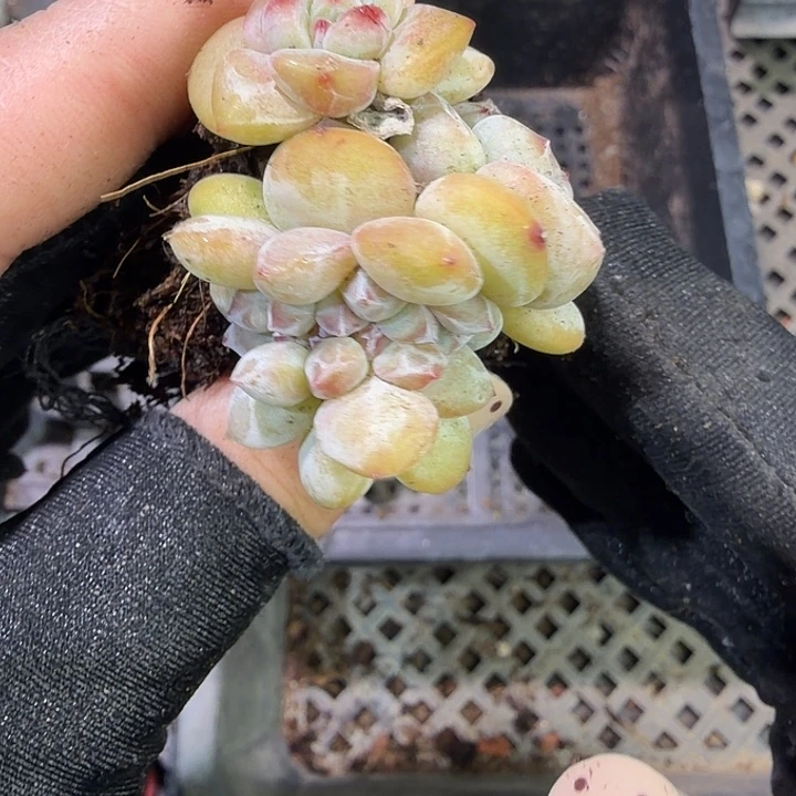 57 号到手1框一物一拍