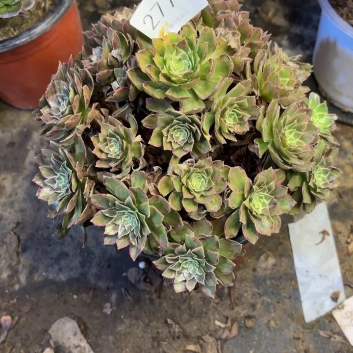 莲花多肉处理不包断头2772