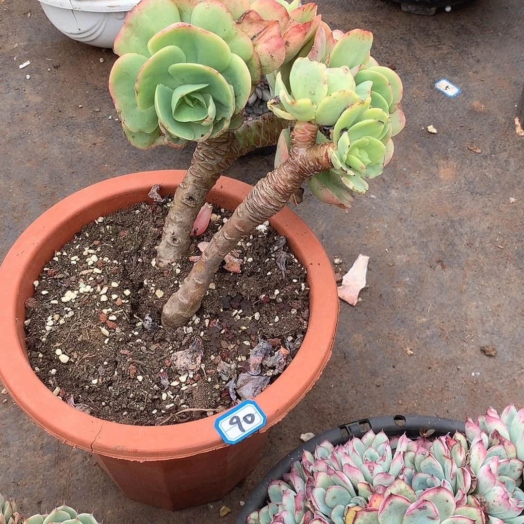 90碧桃 一物一拍多肉