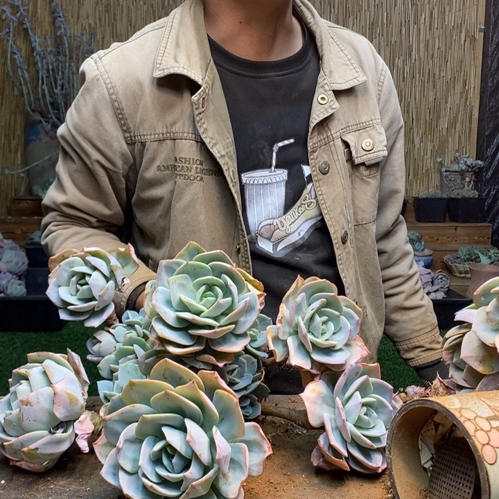 加***铁193 号白凤多肉植物