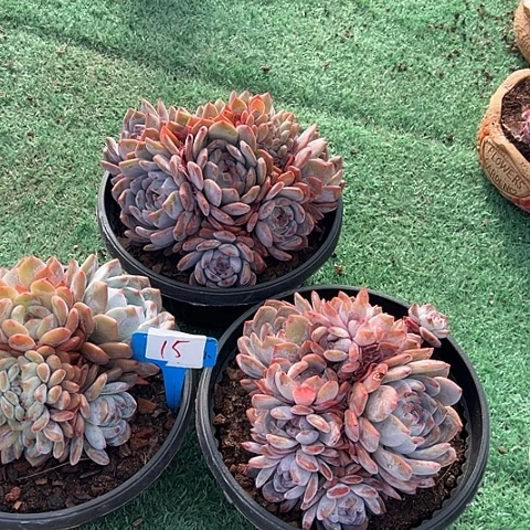 15石榴一个脱土多肉