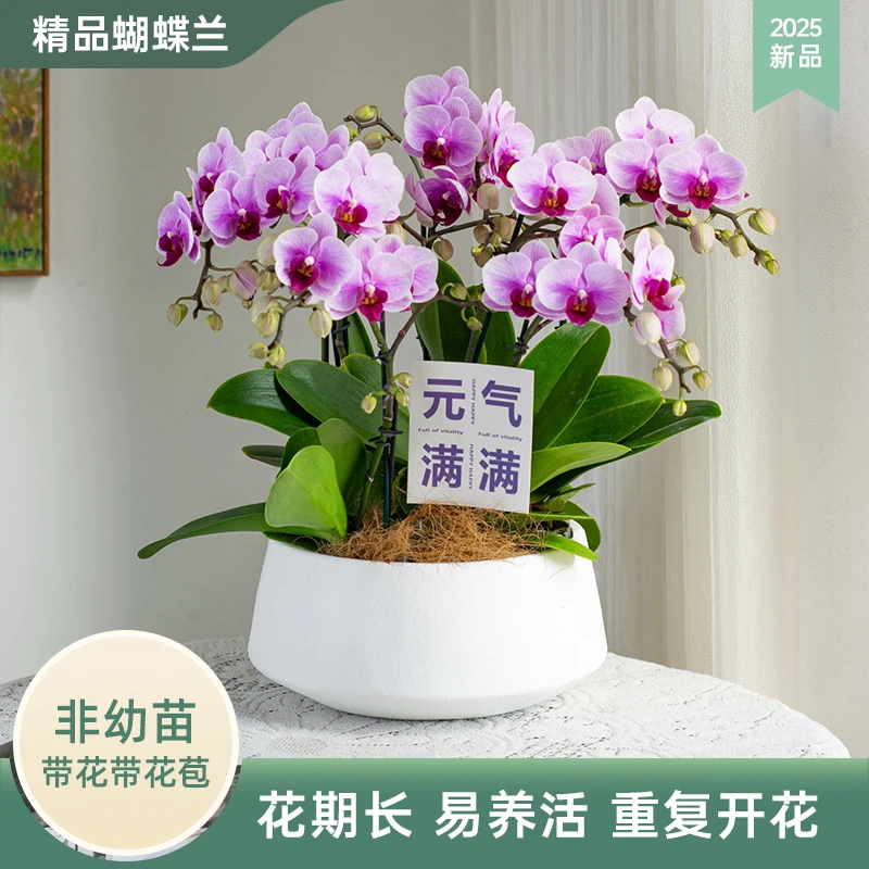 甄选蝴蝶兰鲜花盆栽【粉宝贝】室内花卉客厅办公室绿植花带花苞