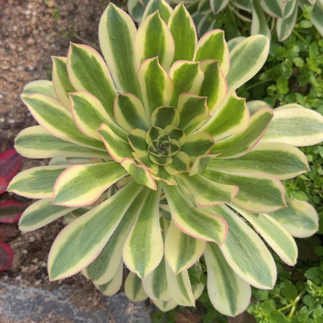 满18包邮保时捷手捧对肉植物