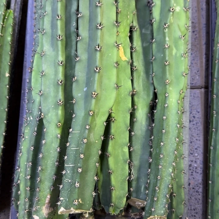 砍头黑刺秀普无根侧牙35公分左右，20包邮