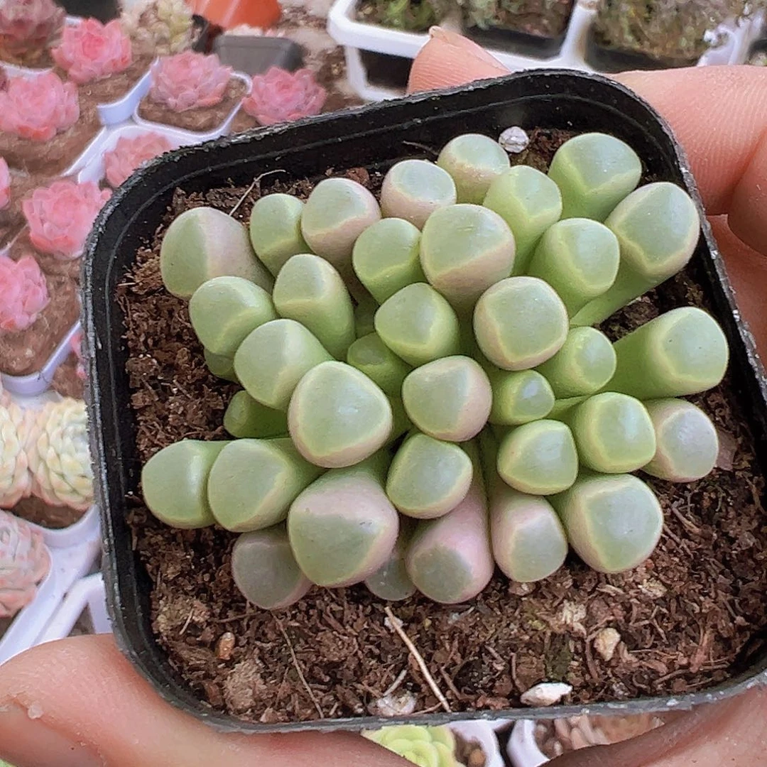 五十铃玉19包邮多肉