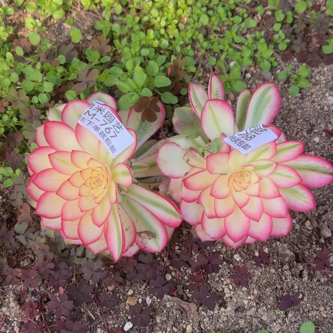 荔枝两颗多肉植物767-78