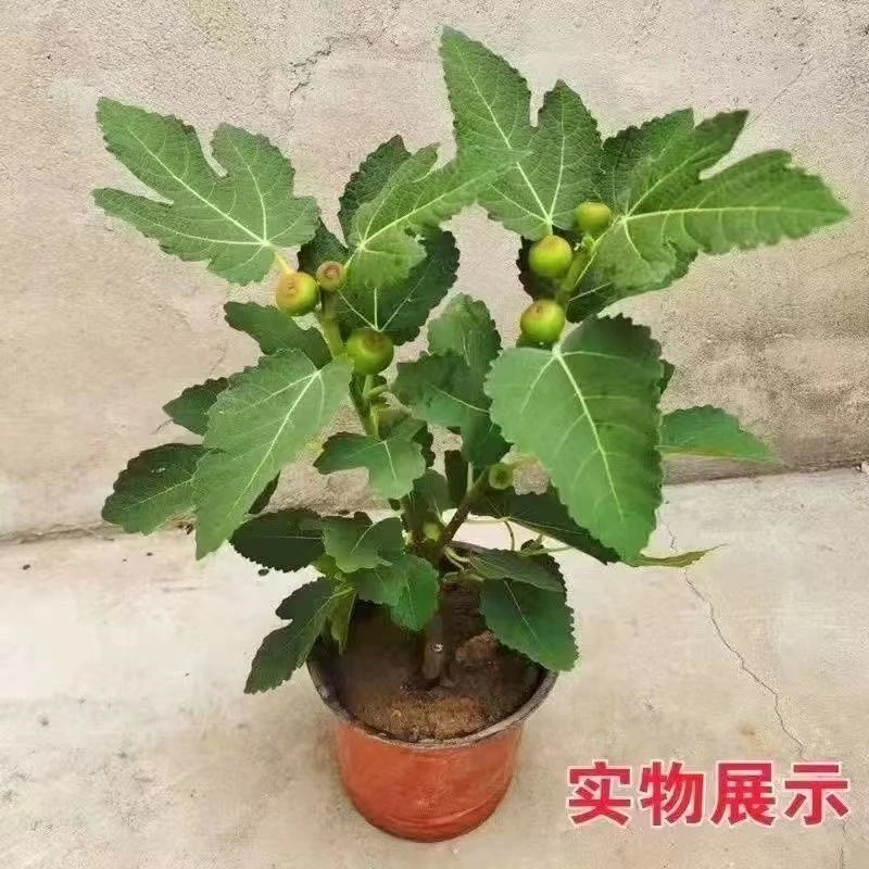 波姬红苗带果矮化盆栽适合南北种植耐寒FF