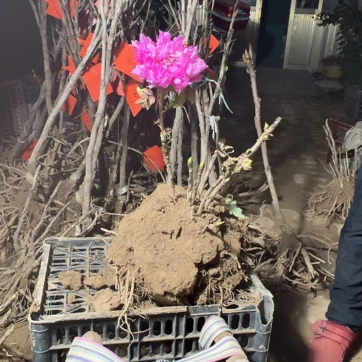 。***好完全开放紫罗兰大颗带花